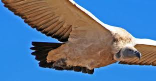 central Drakensberg cape  vulture