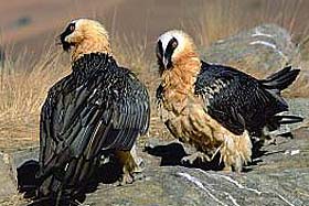 central drakensberg lammegeyer or bearded vultures